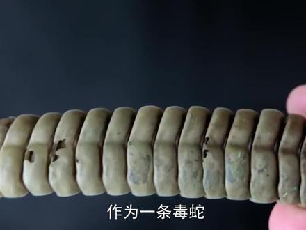 响尾蛇的尾巴为什么会发出声音?小伙一刀切开得到真相 #猎奇 #奇闻趣事 #动物世界 #响尾蛇