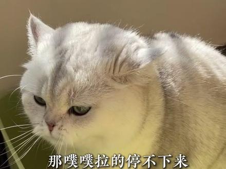 一个视频解决猫咪慢性腹泻 #猫咪 #新手养猫 #养宠进阶指南 #科学养宠攻略 #慢性腹泻