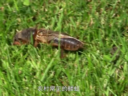 蝼蛄这害虫也能吃?被农民称为土狗的蝼蛄,吃了对身体有影响吗?
