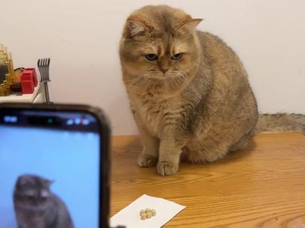 当我让Ai看着猫不让他偷吃零食 #万物可爱计划