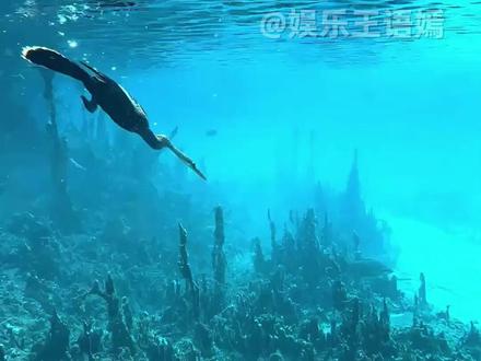 #黑腹蛇鹈 比大熊猫还珍贵的#动物 #神奇动物 #内容启发搜索