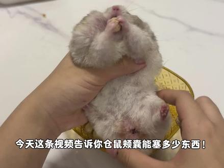 原来鼠鼠颊囊那么能塞! #萌宠 #宠物狗狗 #长毛金丝熊 #萌宠出道计划 #家有萌鼠