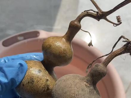 花皮葫芦怎么去皮教程来喽#文玩葫芦