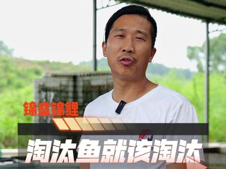 要玩就玩点好的,你觉得呢#锦鲤 #观赏鱼 #水族 #抖音小助手