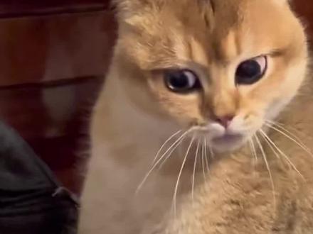 原来猫咪也会骂人,而且还非常难听 #科学养宠攻略 #养猫经验 #养猫新手 #猫咪
