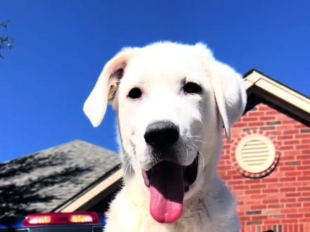 郭二萌终于能抬起头来做狗了!#大白熊 #萌宠出道计划 #vlog萌宠日常 @DOU+小助手