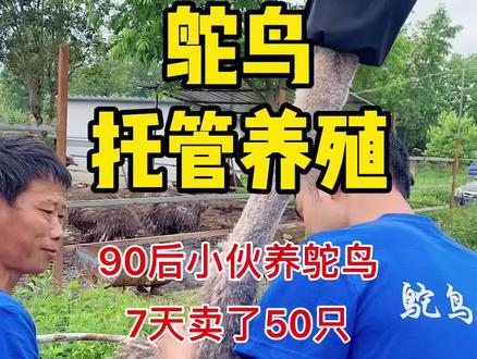 鸵鸟小哥@四川鸵鸟哥老康 养殖新方式#农村创业养殖 #抖音助农 #乡村振兴 #鸵鸟