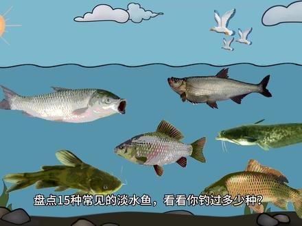 15种常见的淡水鱼你钓过几种?很多老钓鱼人也未必都钓过 #钓鱼 #钓鱼知识 #淡水鱼 #鱼类品种