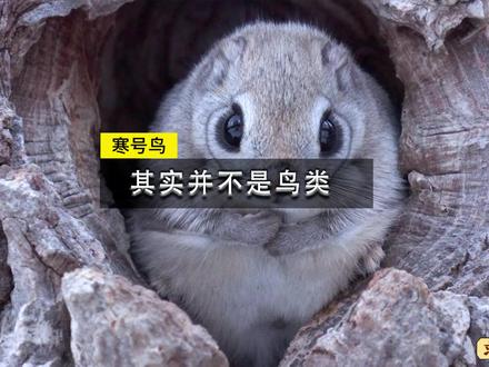 寒号鸟其实并不是鸟类,有没有像我一样的直到今天才知道的#寒号鸟 #奇妙的动物 #动物科普 #动物世界 #科普