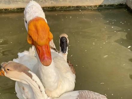 #鹅苗 #养鹅技术分享 我帮了它们一脚应该没做错吧😂