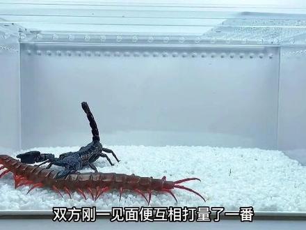 蝎子莱莱大战蜈蚣,谁的毒性更强呢#蝎子#蜈蚣#奇妙的动物#野生动物零距离#爬宠#昆虫世界#蚁族崛起