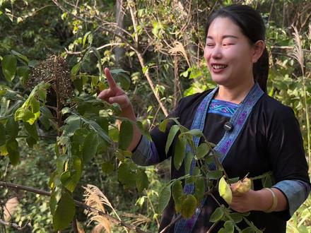 盐肤木 盐肤木产的盐能吃吗#盐肤木 #植物科普