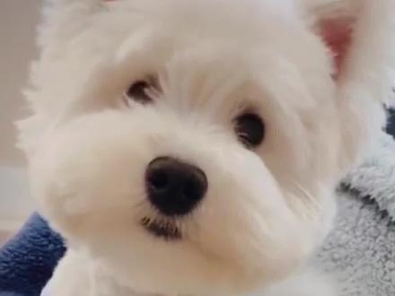 西高地好养吗?一分钟劝退养狗之西高地#创作灵感 #百亿流量扶持 #新手养狗 #养宠进阶指南 #西高地