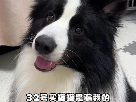 其实我都知道她不是我的妈妈 #狗狗的心思写在脸上 #创作者中心 #边牧 #萌宠出道计划 #伙伴计划