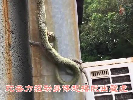 #野生动物零距离 #奇妙的动物 壁虎和蛇大战