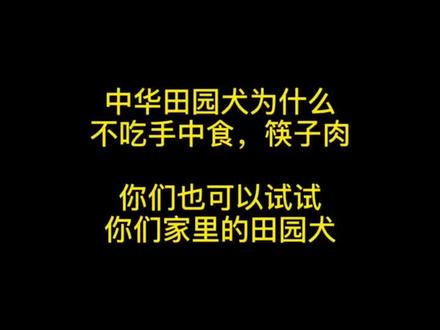 田园犬为什么不吃主人筷子上夹着的食物?因为它们比较“守规矩”狗嗅到饭菜的气味很激动,但绝不会爬到饭桌上直接抢食