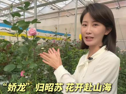 “娇龙”归昭苏 花开赴山海 把“娇龙”月季带回昭苏