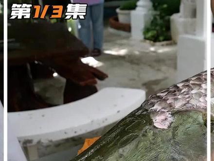 男子抓到2米长的巨骨舌鱼,用锤子砸掉鳞片,做成了美味的生腌鱼#美食 #抖音美食推荐官 #美食vlog #巨骨舌鱼 #抖音美食