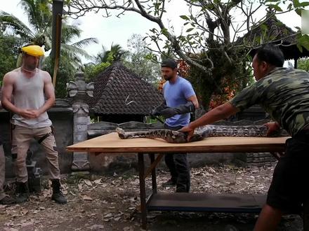 网纹蟒咬合力 #网纹蟒 #老外亲测 #野外生存