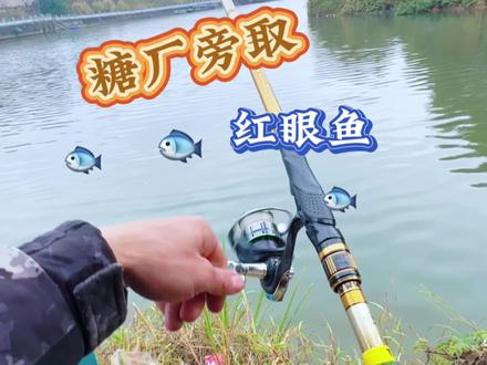 #户外钓鱼 #野钓 糖厂旁取红眼鱼
