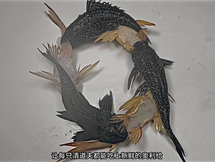 撒旦一觉醒来变榜二了
#撒旦 #MVP #清道夫奇葩试验