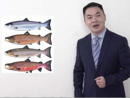 三文鱼、大马哈鱼、鳟鱼……它们有一个共同的名字“鲑鱼”!不是“鳜鱼”!能分清的请留言!#识字 #鱼