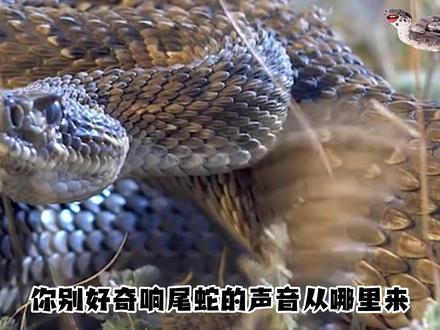 响尾蛇怎么发出响声的