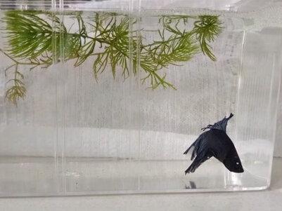 #斗鱼繁殖 #养鱼日记 斗鱼繁殖心得,发给新手看看