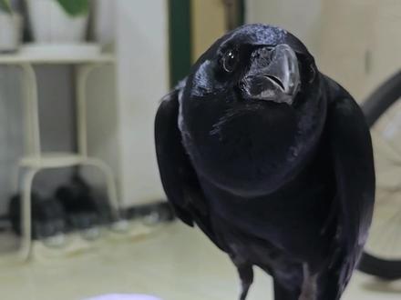 当乌鸦染上猫瘾 说明一下它俩是一起长大且这只乌鸦把这只猫当成是自己的伴侣情况特殊,还是不建议猫鸟共同散养在一起
#乌鸦 #神奇动物在抖音 #动物的迷惑行为 #万物皆有灵性 #萌宠出道计划
