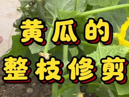 黄瓜种植整枝修剪的小技巧~#种菜 #种植小技巧 #种菜小技巧 #黄瓜种植