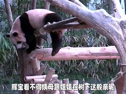 辉宝在树上对着睿宝和姨母空降青团