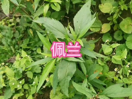 佩兰,多年生常绿草本植物,除了有较高的药用价值,还有较高的经济价值。一年可采集两次。#中草药 #植物精油