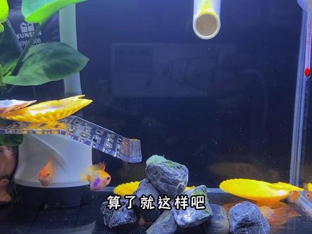 你们想看的走地鱼爬楼梯来了#不会游泳的鱼 #搞笑#走地鱼学游泳#金波子 #养鱼日志