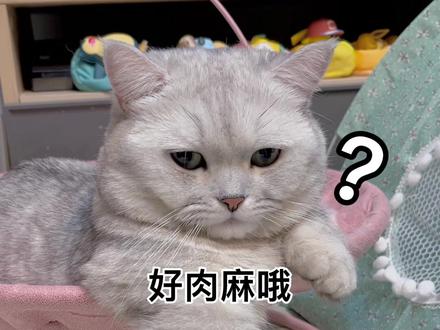 #粤语教学 #粤语 #抖音动物图鉴#猫小矮瓜~是什么瓜 @抖音自然