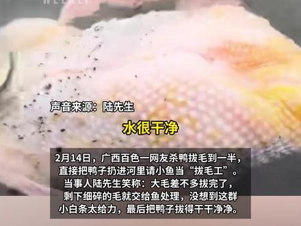 广西人把年鸭扔河里让小鱼拔毛,鸭毛被啃食得干干净净#媒体精选计划