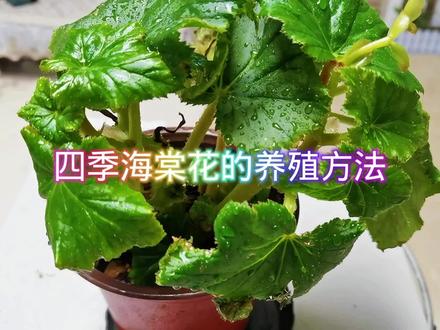 四季海棠花的养殖方法