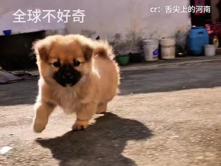 舌尖上的河南小狗#修狗 #舌尖上的河南 #美食