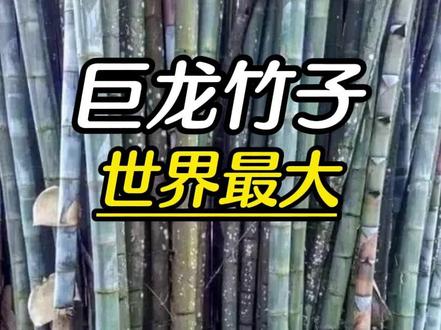 这是世界最大最高的竹子,巨龙竹 #涨知识