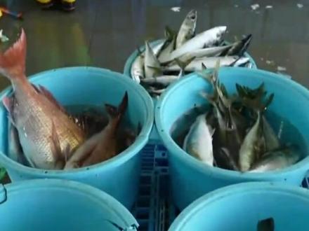 日本称水产品被中方扣留 希望中国撤销进口管制