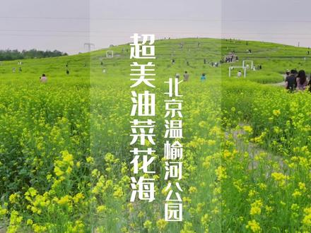北京最美油菜花梯田盛放啦!简直太美太美爱了#亲子游玩好去处 #踏春赏花最美的景点推荐 #一定要带女朋友去的地方 #北京温榆河公园