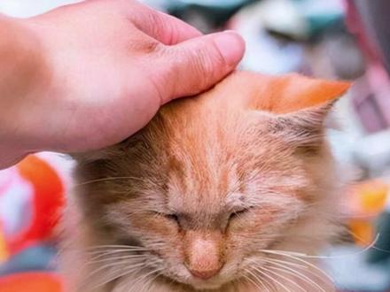 打猫咪头打重了会怎么样#猫咪 #猫vlog #养猫干货 #科学养宠攻略