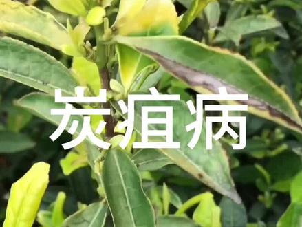 病害之王炭疽病的识别防治