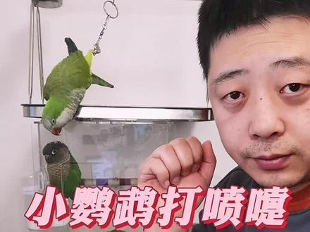 小鹦鹉有时候打喷嚏是怎么回事呢?? #我要上热门感谢官方推送 #留个关注 #手养鹦鹉 #粉丝一千万 #持续关注持续精彩 #涨知识