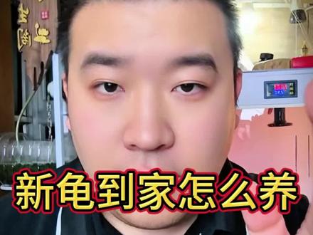 新龟到家该怎么养呢#新龟到家如何处理 #养龟日常 #养龟人 #乌龟 #龟宠