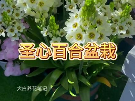 #圣心百合 简直就是花园里的白月光,不但颜值高,还特别能生仔,种球越养越多,开花越来越多#好看的花一定要分享给你 #养花人的乐趣