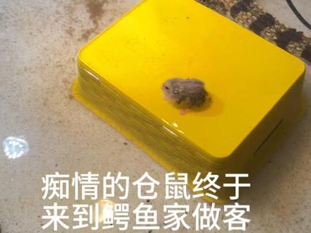 仓鼠鳄鱼爱情故事第二集来了#鳄鱼 #仓鼠#爬宠#萌宠出道计划 #仓鼠鳄鱼爱情故事后续 #把回忆拼好给你