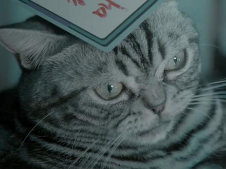 喵喵教又出新歌啦!狗狗教那边怎么还没动静呢~扣1退出#狗狗教 加入#喵喵教 ! #圣火喵喵教 #猫猫教信徒 #脑子里全是喵喵喵 #猫咪 #萌宠出道计划 #猫猫教