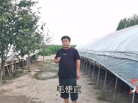 别人都养殖的是白鹅,而你养的是灰鹅,你说这鹅怎么卖? #养鹅 #养鹅技术 #地区差异 #养鹅专业户 #白鹅