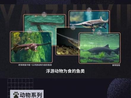 快速带你了解鸭嘴鱼#鸭嘴鱼