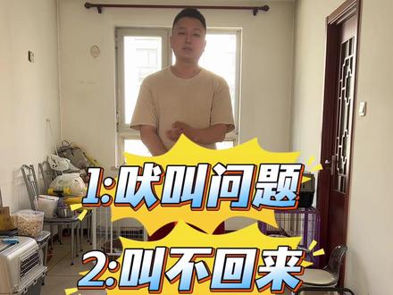 我发我发!别催了!四个问题 吠叫、厕所、唤回、脱敏!别再问了!#幼犬训练 #定点大小便训练 #唤回训练 #脱敏训练 #边牧训练